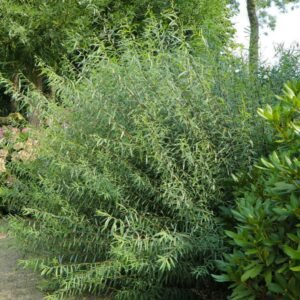 cinegefüz-Salix rosmarinifolia-vizkedvelö-disznöveny-füzfa-www.koronakert.hu