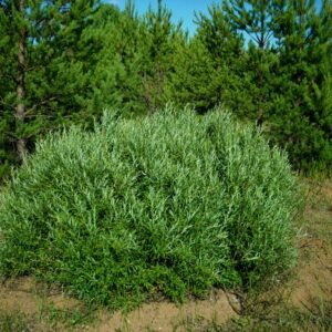 cinegefüz-Salix rosmarinifolia-vizkedvelö-disznöveny-füzfa-www.koronakert.hu