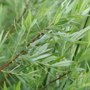 cinegefüz-Salix rosmarinifolia-vizkedvelö-disznöveny-füzfa-www.koronakert.hu