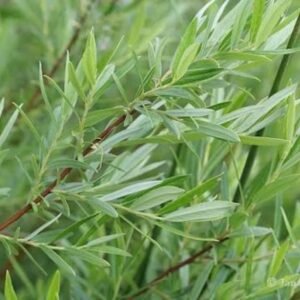 cinegefüz-Salix rosmarinifolia-vizkedvelö-disznöveny-füzfa-www.koronakert.hu