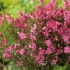 Évelő díszgyertya, Gaudi Red, Gaura lindheimeri