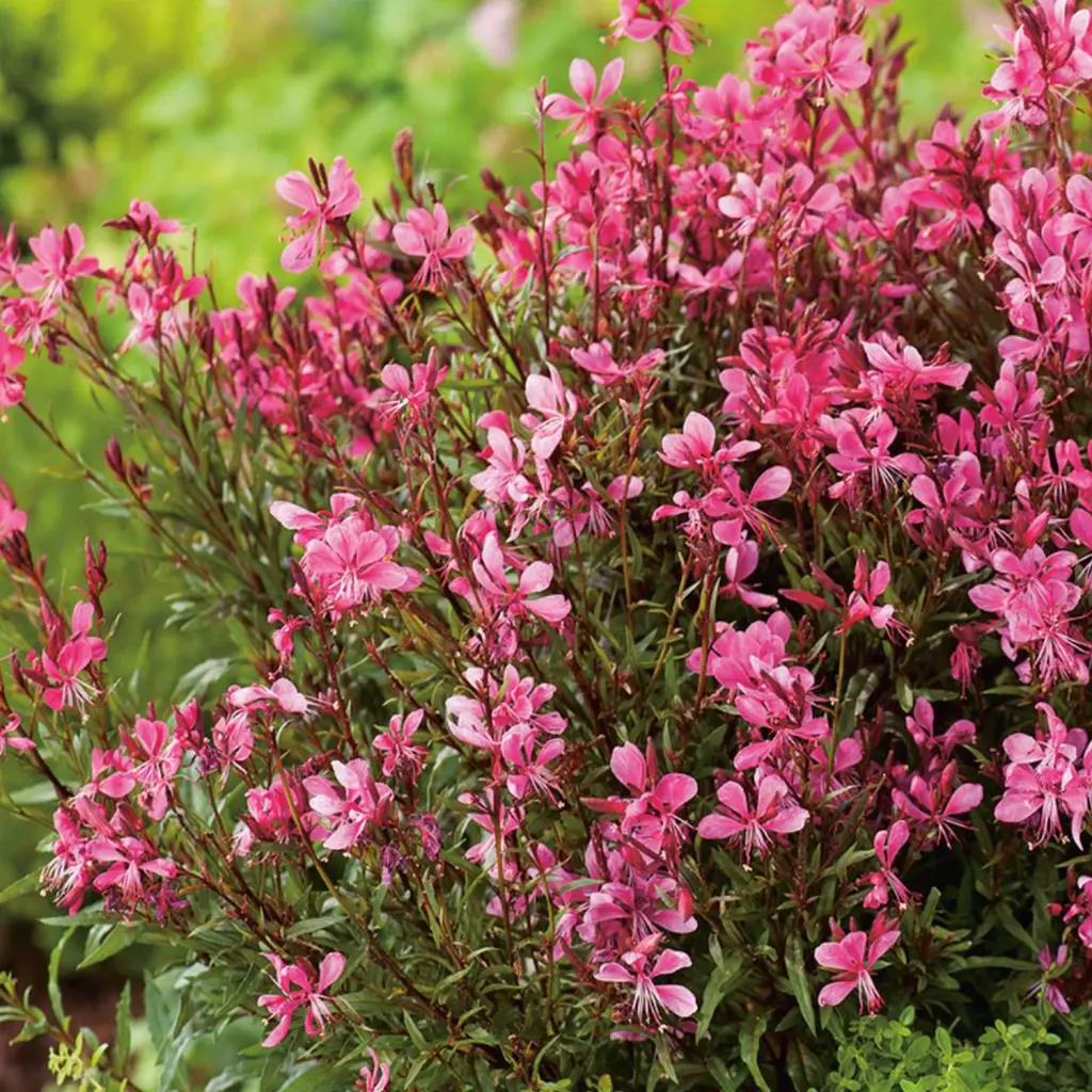 diszgyertya Évelő díszgyertya, Gaudi Red, Gaura lindheimeri