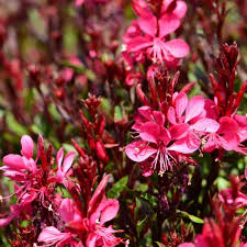 diszgyertya2 Évelő díszgyertya, Gaudi Red, Gaura lindheimeri