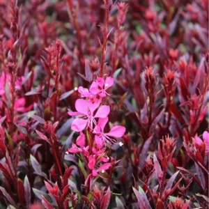 Évelő díszgyertya, Gaudi Red, Gaura lindheimeri
