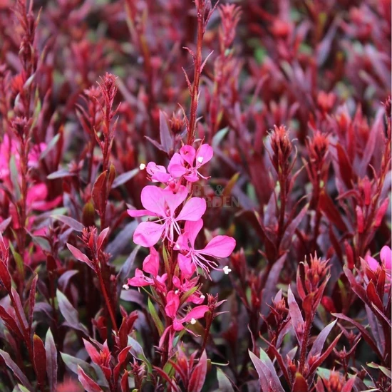 diszgyertya3 Évelő díszgyertya, Gaudi Red, Gaura lindheimeri