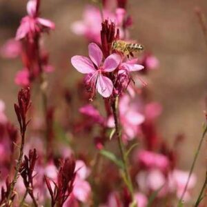 Évelő díszgyertya, Gaudi Red, Gaura lindheimeri