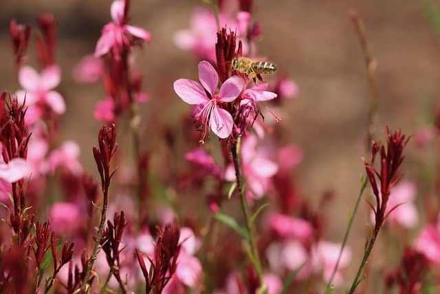 diszgyertya6 Évelő díszgyertya, Gaudi Red, Gaura lindheimeri