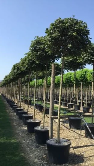 gömb-juhar gömbjuhar-diszfa-ár-acer-globosum-www.koronakert.hu
