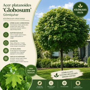 gömbjuhar-diszfa-ár-acer-globosum-www.koronakert.hu