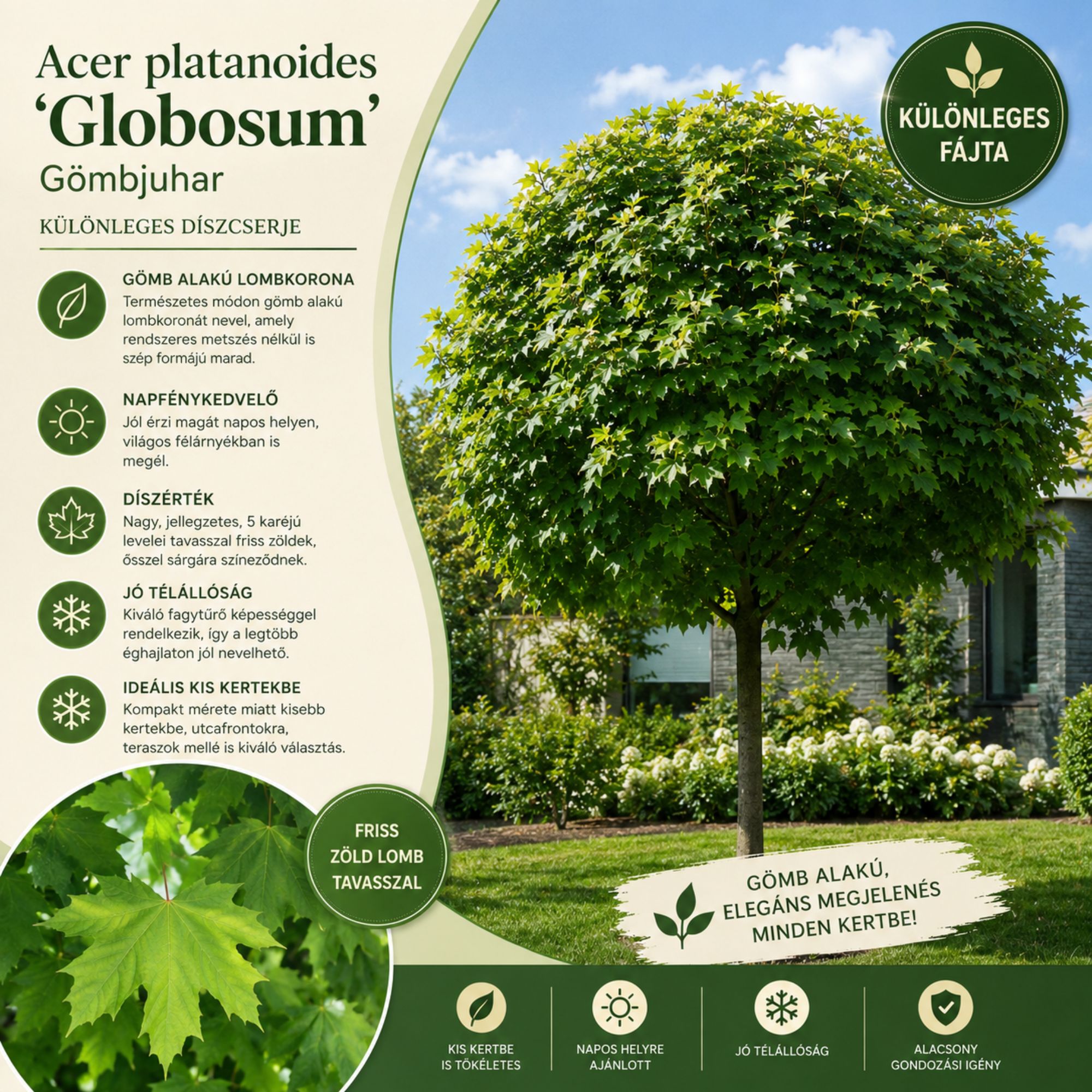 gömbjuhar-diszfa-ár-acer-globosum-www.koronakert.hu-2 gömbjuhar-diszfa-ár-acer-globosum-www.koronakert.hu