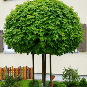 gömbjuhar-diszfa-ár-acer-globosum-www.koronakert.hu