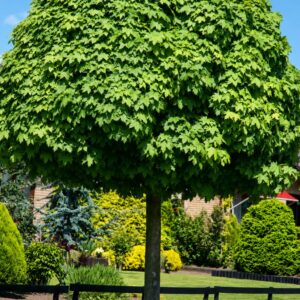 gömbjuhar-diszfa-ár-acer-globosum-www.koronakert.hu