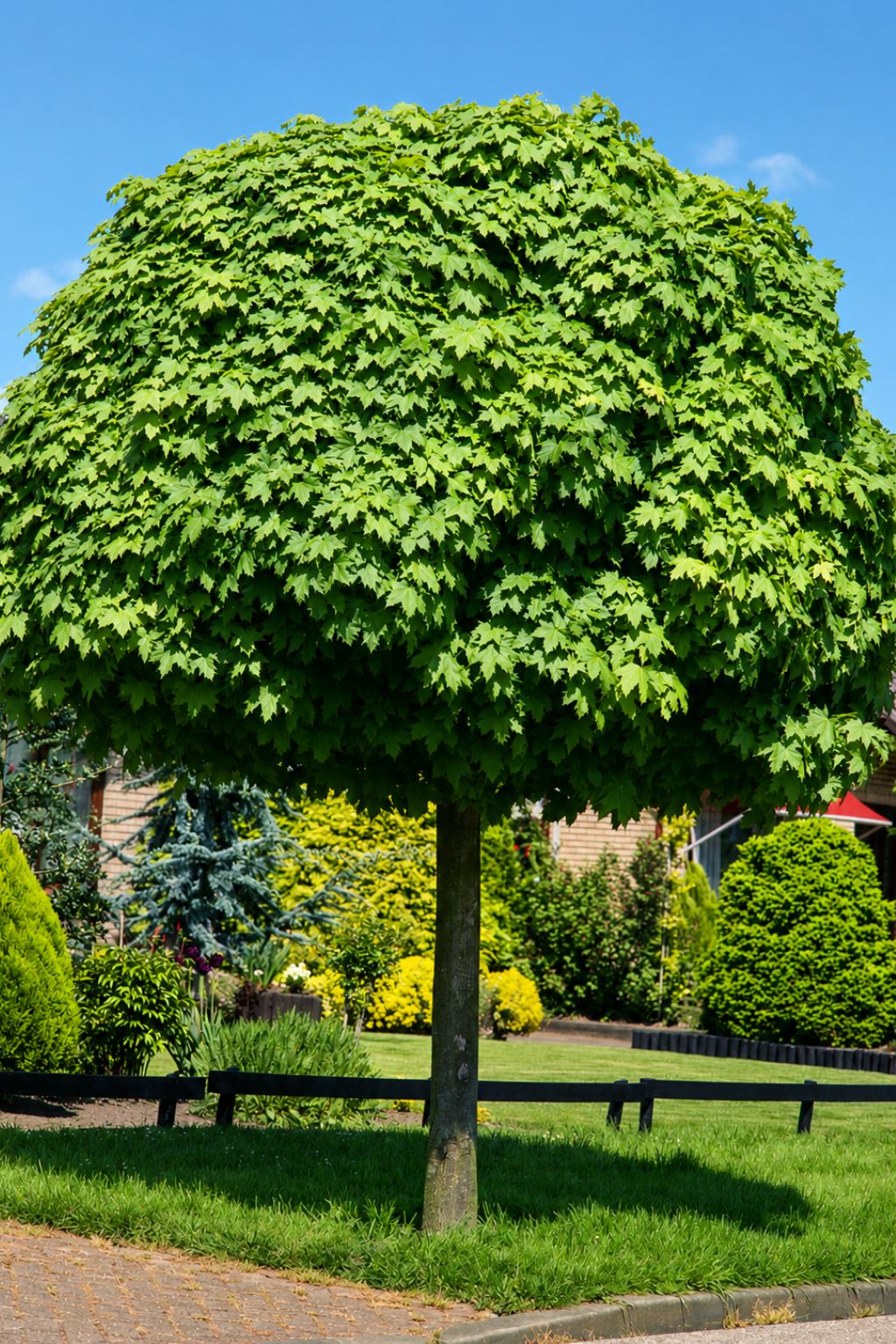 gömbjuhar-diszfa-ár-acer-globosum-www.koronakert.hu-4 gömbjuhar-diszfa-ár-acer-globosum-www.koronakert.hu