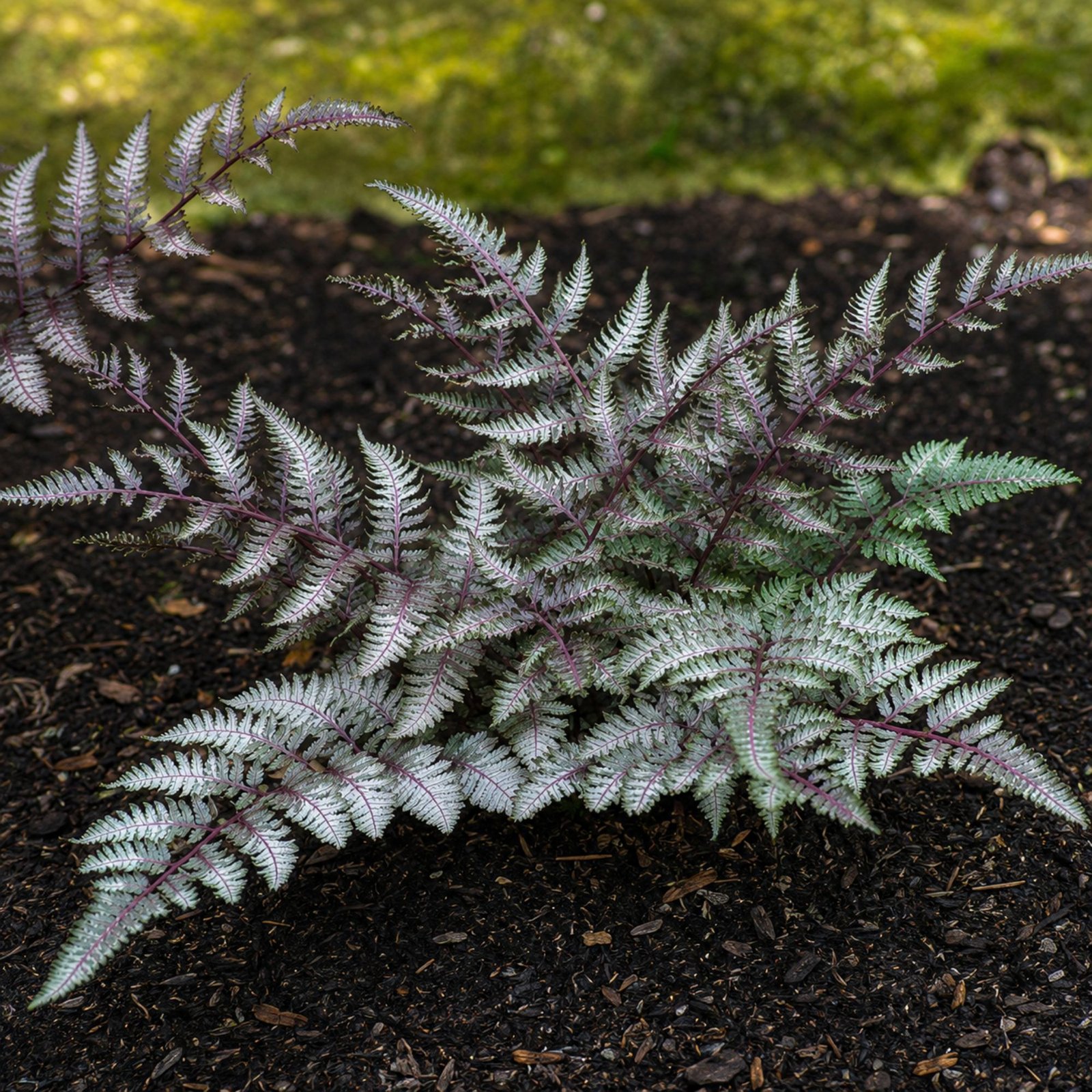 japan-hölgypafrany-Athyrium-niponicum-különleges-disznöveny-www.koronakert.hu-10 Japán hölgypáfrány, Athyrium niponicum, árnyék kedvelő dísznövény