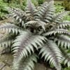 Japán hölgypáfrány, Athyrium niponicum, árnyék kedvelő dísznövény