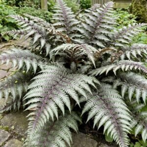Japán hölgypáfrány, Athyrium niponicum, árnyék kedvelő dísznövény