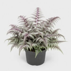Japán hölgypáfrány, Athyrium niponicum, árnyék kedvelő dísznövény