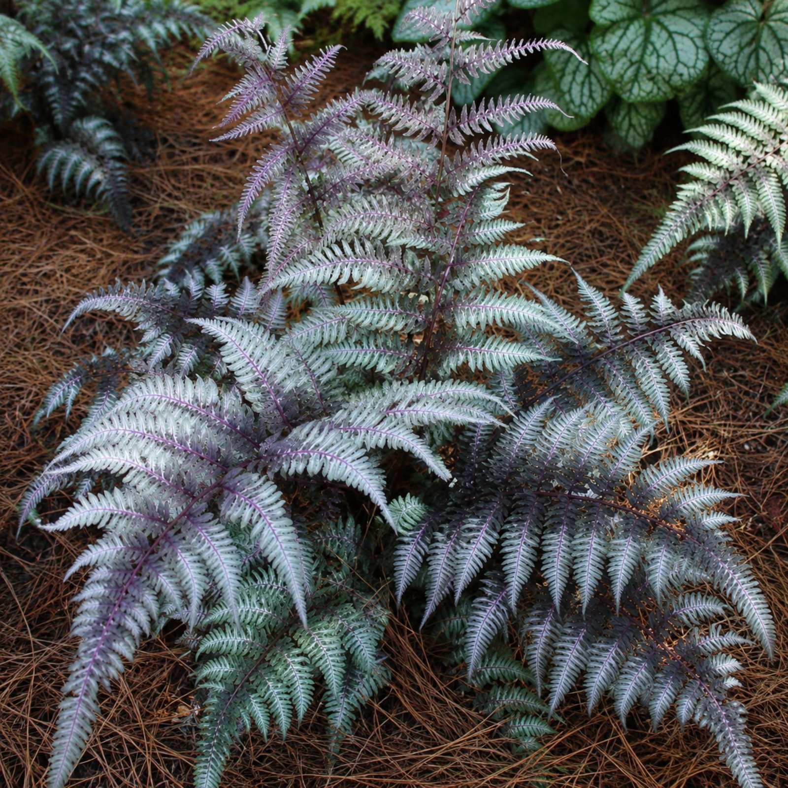 japan-hölgypafrany-Athyrium-niponicum-különleges-disznöveny-www.koronakert.hu-9 Japán hölgypáfrány, Athyrium niponicum, árnyék kedvelő dísznövény