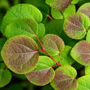 kacurafa, Cercidiphyllum japonicum, kulonleges diszfa-japan-judasfa-ar-