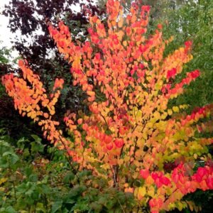 japan judasfa, kacurafa, Cercidiphyllum japonicum, kulonleges diszfa-japan-judasfa-ar-