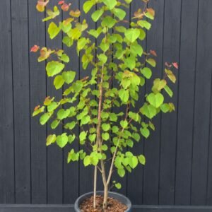 kacurafa, Cercidiphyllum japonicum, kulonleges diszfa-japan-judasfa-ar-