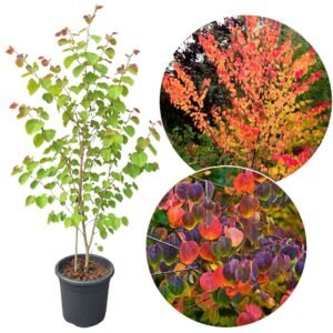 kacurafa, Cercidiphyllum japonicum, kulonleges diszfa-japan-judasfa-ar-