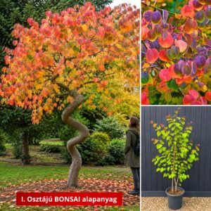 kacurafa, Cercidiphyllum japonicum, kulonleges diszfa-japan-judasfa-ar-