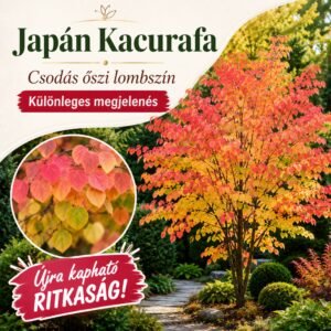 kacurafa, Cercidiphyllum japonicum, kulonleges diszfa-japan-judasfa-ar-