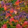 japan judasfa, kacurafa, Cercidiphyllum japonicum, kulonleges diszfa-japan-judasfa-ar-