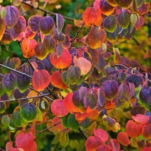 japan judasfa, kacurafa, Cercidiphyllum japonicum, kulonleges diszfa-japan-judasfa-ar-