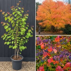 kacurafa, Cercidiphyllum japonicum, kulonleges diszfa-japan-judasfa-ar-