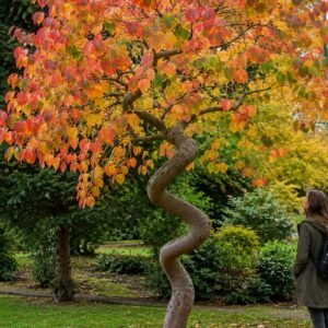 kacurafa, Cercidiphyllum japonicum, kulonleges diszfa-japan-judasfa-ar-