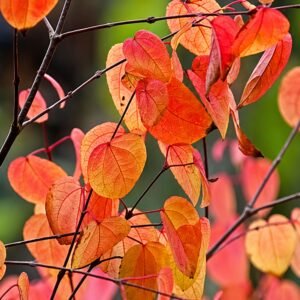 kacurafa, Cercidiphyllum japonicum, kulonleges diszfa-japan-judasfa-ar-