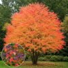 kacurafa, Cercidiphyllum japonicum, kulonleges diszfa-japan-judasfa-ar-