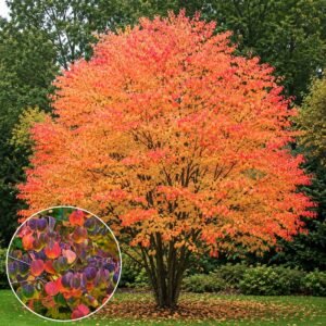 kacurafa, Cercidiphyllum japonicum, kulonleges diszfa-japan-judasfa-ar-