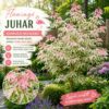 flamingó juhar fa acer negundo