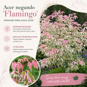 rozsaszin-juhar-Acer-negundo-flamingo-tarka-levelü-zöldjuhar-diszfa-ar-www.koronakert.hu-9