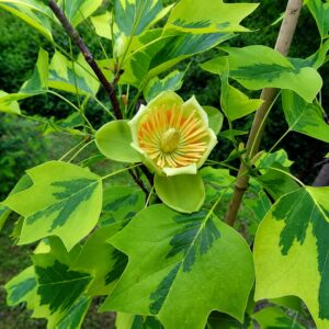 Arany tarka levelű Tulipánfa ‘Aureomarginatum’ Liriodendron tulipifera (konténeres díszfa)