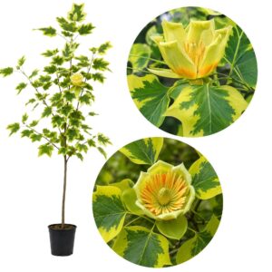 Arany tarka levelű Tulipánfa ‘Aureomarginatum’ Liriodendron tulipifera (konténeres díszfa)