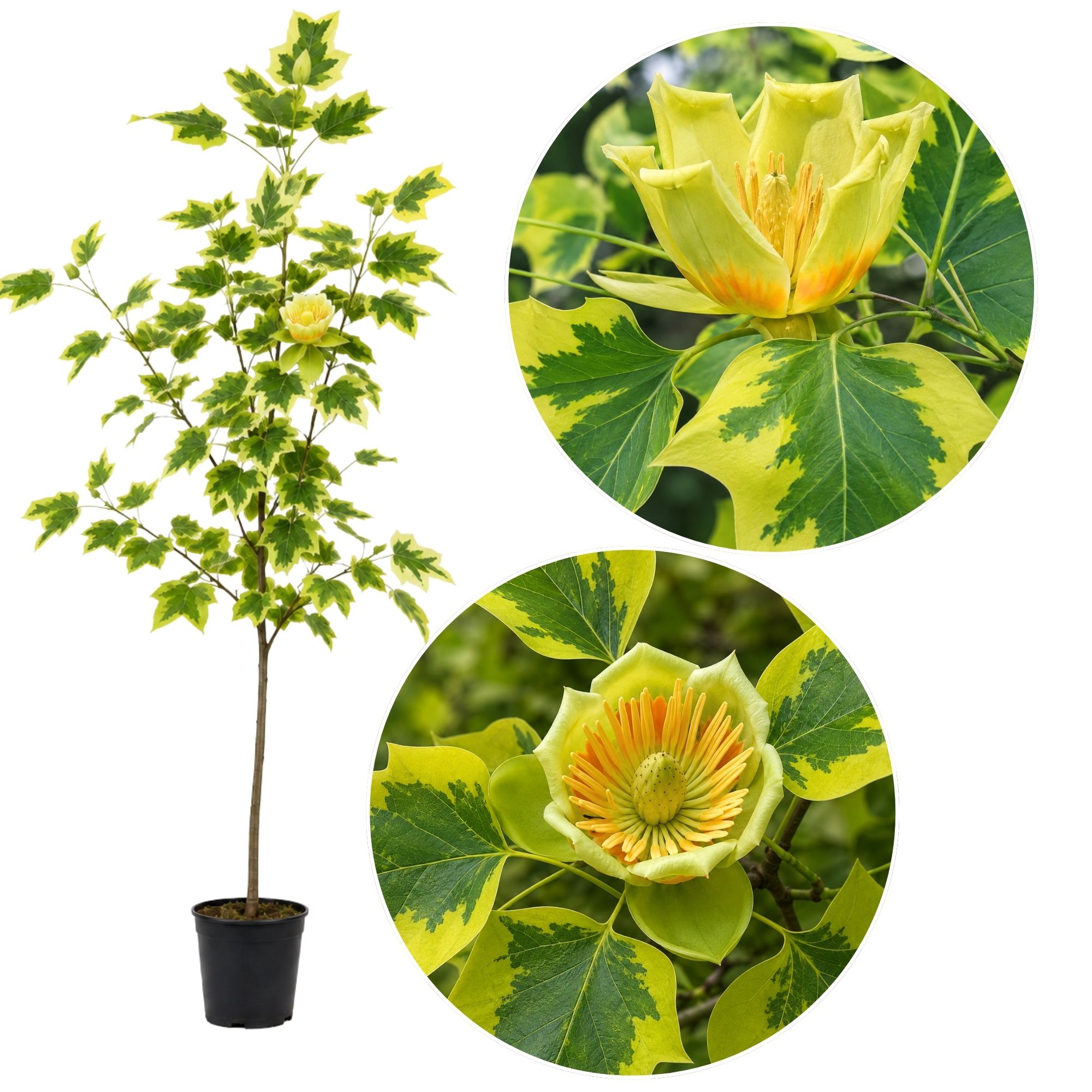 tulipanfa-sarga-tarka-levelü-Liriodendron tulipifera-Aureomarginatum-csemete-ár-www.koronakert.hu-3 Arany tarka levelű Tulipánfa ‘Aureomarginatum’ Liriodendron tulipifera (konténeres díszfa)