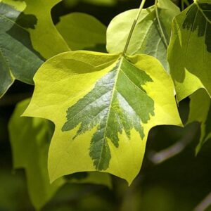 Arany tarka levelű Tulipánfa ‘Aureomarginatum’ Liriodendron tulipifera (konténeres díszfa)