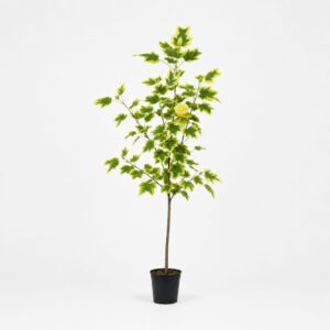 Arany tarka levelű Tulipánfa ‘Aureomarginatum’ Liriodendron tulipifera (konténeres díszfa)