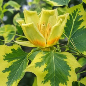 Arany tarka levelű Tulipánfa ‘Aureomarginatum’ Liriodendron tulipifera (konténeres díszfa)