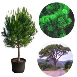 mandulafenyő, pinus pinea, cserepes diszfenyö