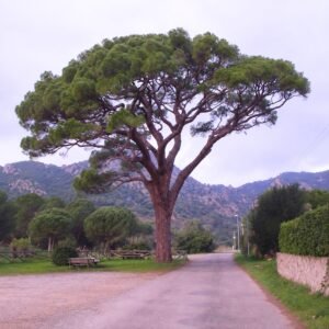 mandulafenyő, pinus pinea, cserepes diszfenyö