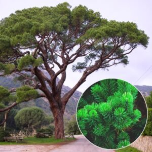 mandulafenyő, pinus pinea, cserepes diszfenyö