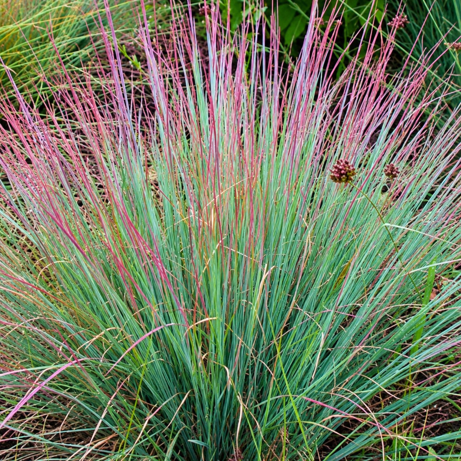 Prérifű-Standing-Ovation-Seprüs-csomósperje-Schizachyrium scoparium-diszfü-ar-www.koronakert.hu-2 Prérifű-Standing-Ovation-Seprüs-csomósperje-Schizachyrium scoparium-diszfü-ar-www.koronakert.hu