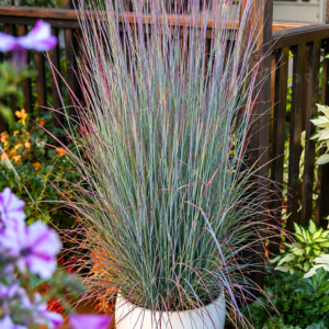 Prérifű-Standing-Ovation-Seprüs-csomósperje-Schizachyrium scoparium-diszfü-ar-www.koronakert.hu