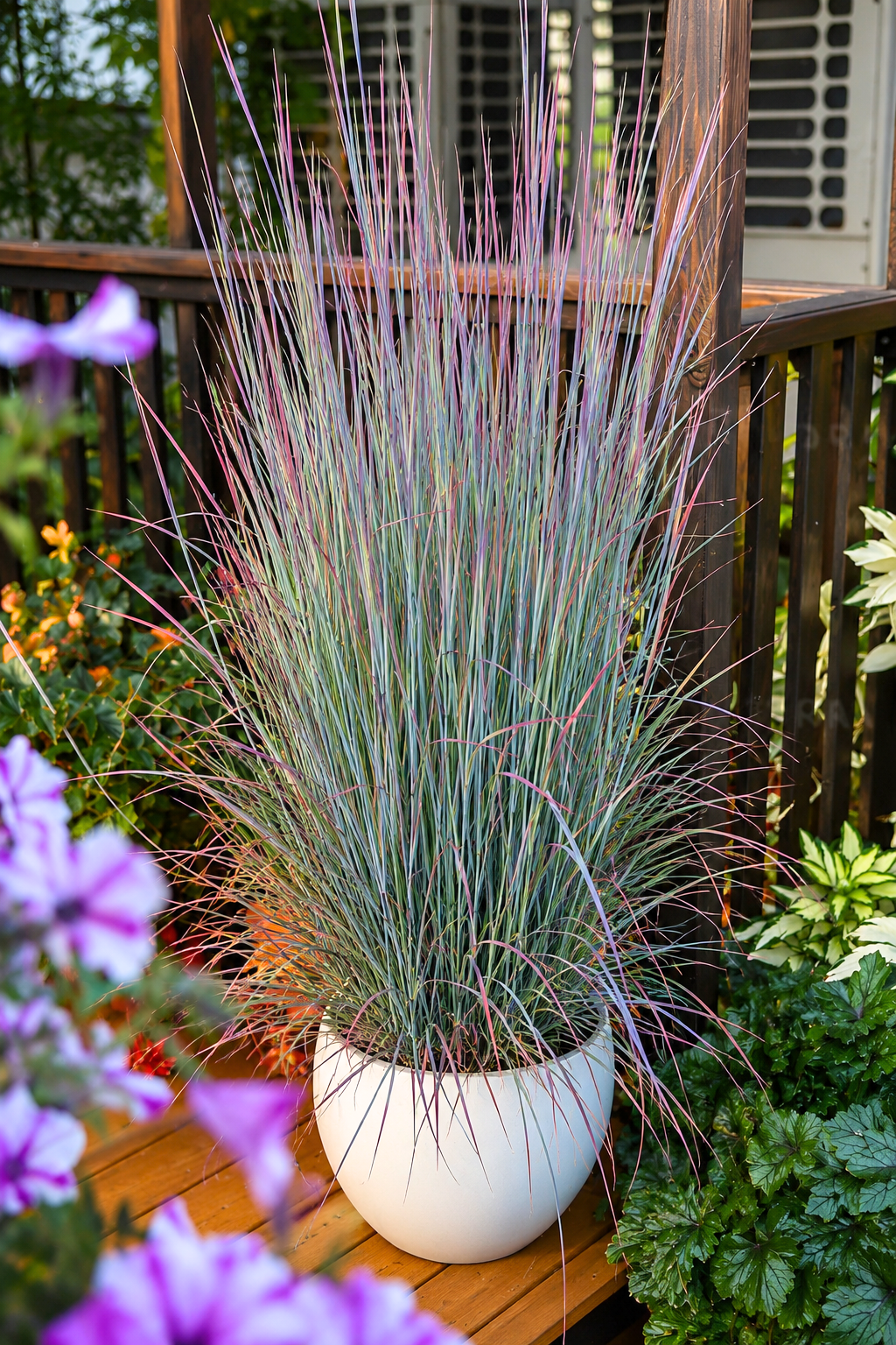Prérifű-Standing-Ovation-Seprüs-csomósperje-Schizachyrium scoparium-diszfü-ar-www.koronakert.hu-3 Prérifű-Standing-Ovation-Seprüs-csomósperje-Schizachyrium scoparium-diszfü-ar-www.koronakert.hu