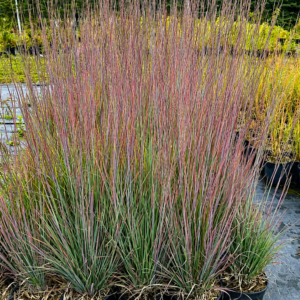 Prérifű-Standing-Ovation-Seprüs-csomósperje-Schizachyrium scoparium-diszfü-ar-www.koronakert.hu